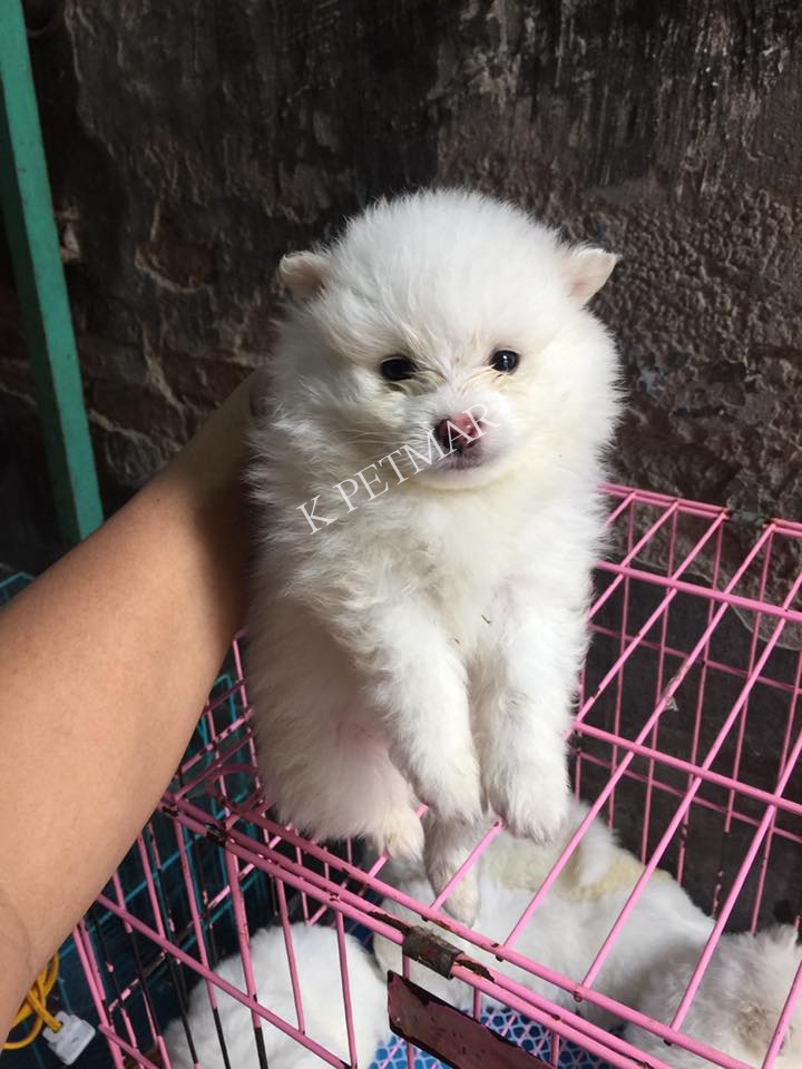 phóc sóc cute tìm nhà mới 17202782_1387900077929491_2491977124417989297_n