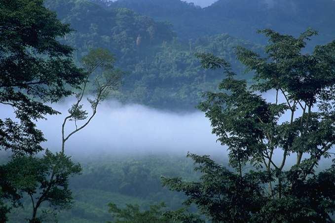 terrain foret vierge Paysage_de_foret_vierge