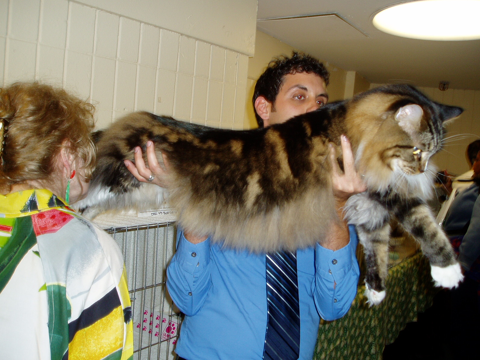 Matthew Andreff Ny-maine-coon3