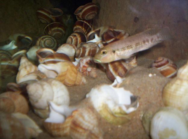 800L d'eau dans ma salle à manger !!! Callipterus%20male%20et%20femelle%20coquille