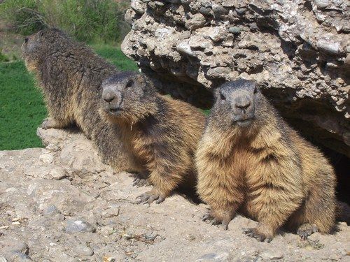 BLEU - GRENOUILLE BLEU D'AMAZONIE(photo,texte)+LE CHAMOIS+LE BOUQUETIN+LA MARMOTTE 328118_8MURZH13ITP4NV1Q24J6FALKMSSYTD_3-marmottes_H083119_L