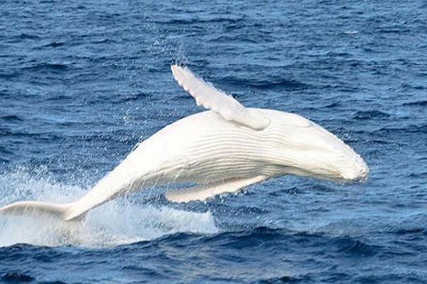 Animaux sacrés dans le monde + autres à venir... Migaloo-The-white-whale-australia-4