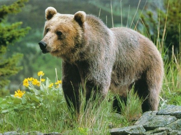 un adorable compagnon sur la plage+ Adult-grizzly-bear-1024x768