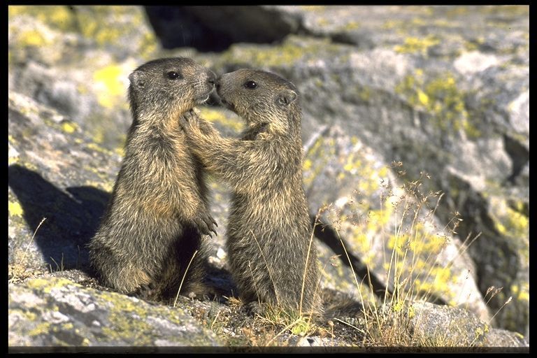 photo - GRENOUILLE BLEU D'AMAZONIE(photo,texte)+LE CHAMOIS+LE BOUQUETIN+LA MARMOTTE Ami_rolandclerc_02