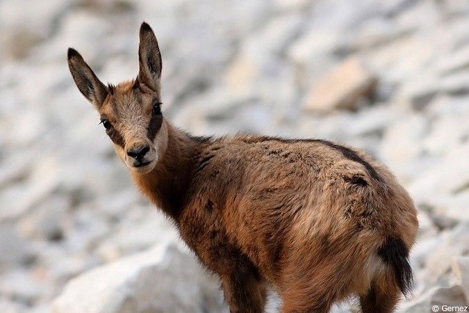 un adorable compagnon sur la plage+ Chamois_311