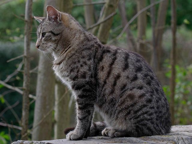 BLEU - LE DAUPHIN BLEU ET BLANC(photos et textes)+LE BOTO OU DAUPHIN ROSE+HISTOIRE DU CHAT Goutti-re-2806-1