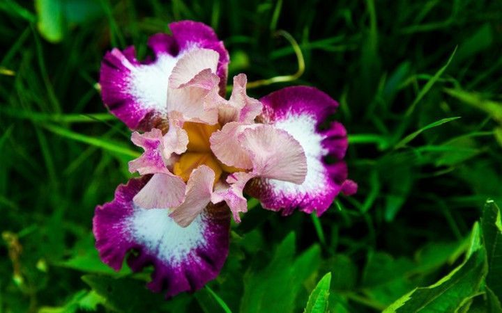 fleurs - LES LYS (fleurs +autres articles à venir???) Iris-bloom-600x375