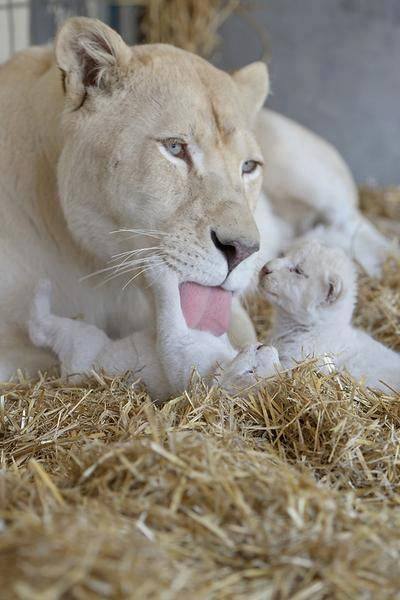 LIONS & TIGRES BLANCS(photos et textes) 41