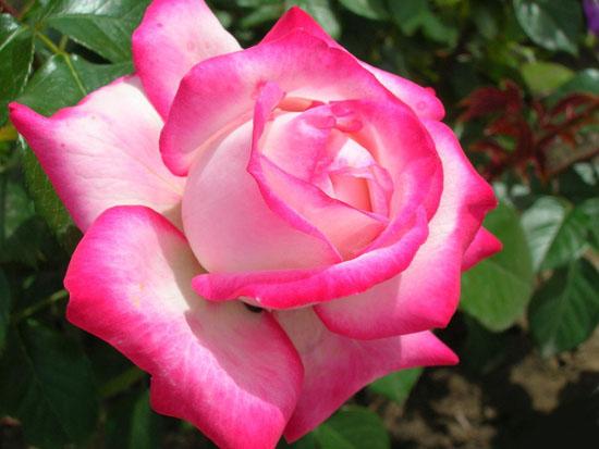 fleurs - HISTOIRE DE LA ROSE+LE LANGAGE DES FLEURS Puzzle_maya_154_166629p