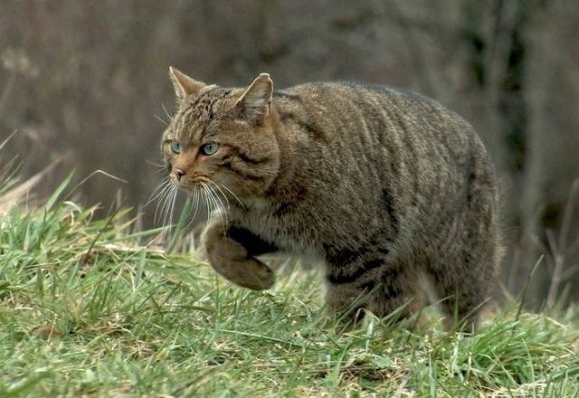 LE DAUPHIN BLEU ET BLANC(photos et textes)+LE BOTO OU DAUPHIN ROSE+HISTOIRE DU CHAT Still0305_00003_jpg_640x860_q85