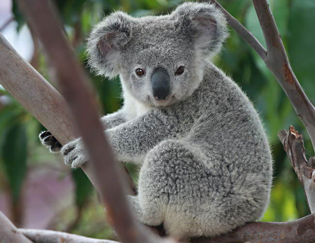 CACHORROS Y ANIMALES - Página 29 Koala-facts-01