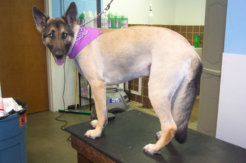 How to Stop a Dog Shedding Germanshepherd-strip