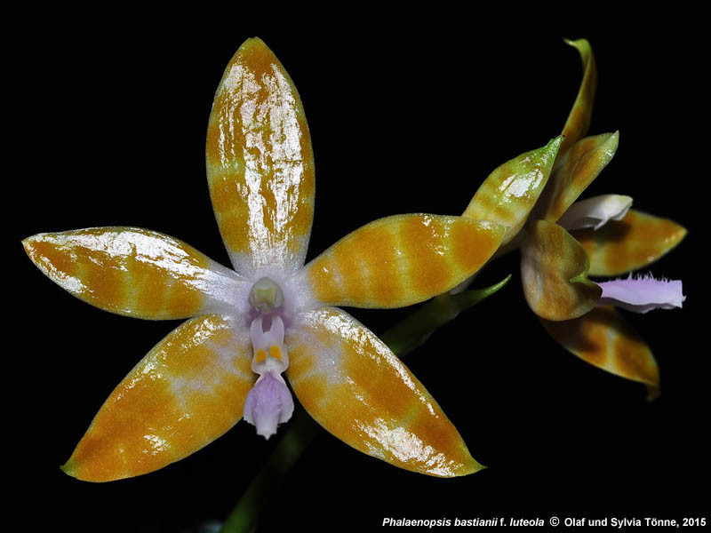 Phalaenopsis à identifier 15ph0233