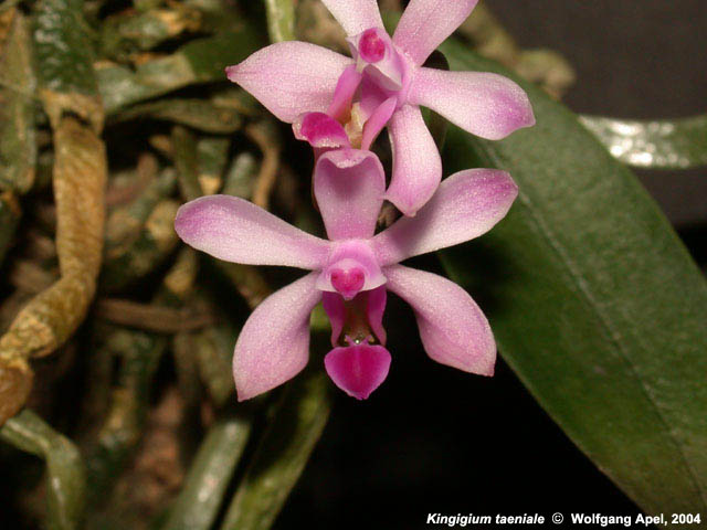 Discussion autour de Phalaenopsis stobartiana, braceana, taenialis et honghenensis 04ki0002