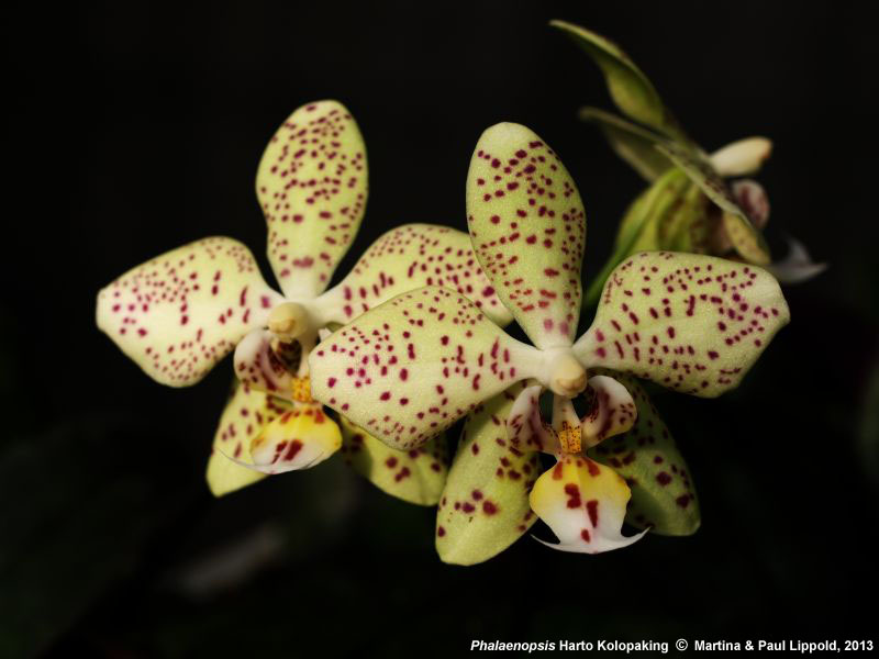 Phalaenopsis Harto Kolopaking (viridis x stuartiana var. punctatissima) 13ph0323