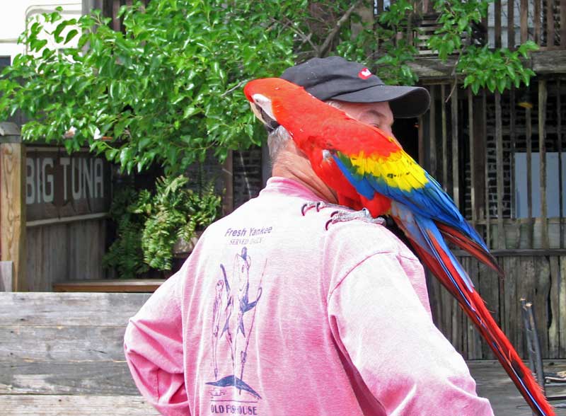  Parrot ParrotHead