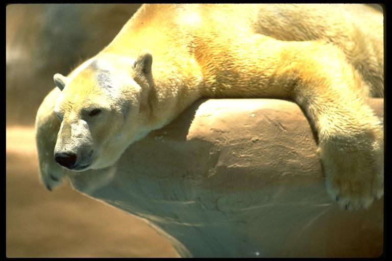 plaatjes zoeken Polar-bear-slumped