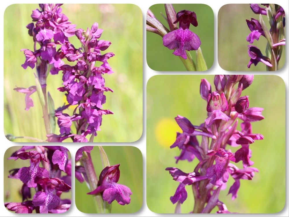 Anacamptis coriophora X laxiflora (x parvifolia) 180620H