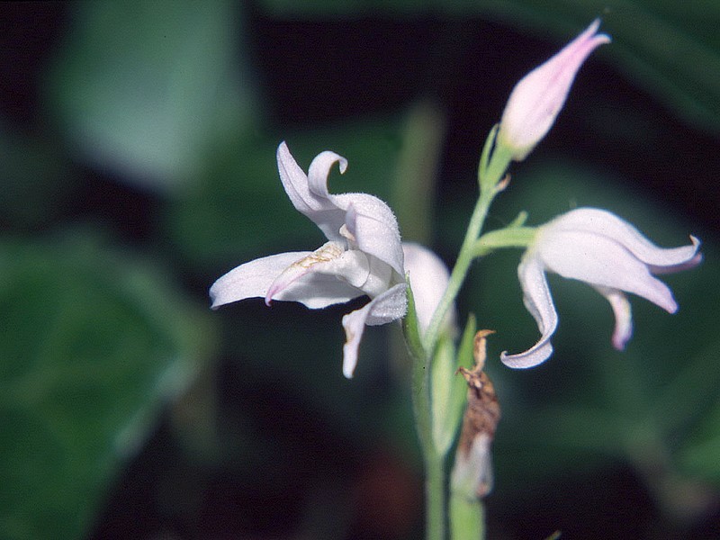 Céphalanthére rubra hypochrome Cephalanthera%20rubra%20blanche