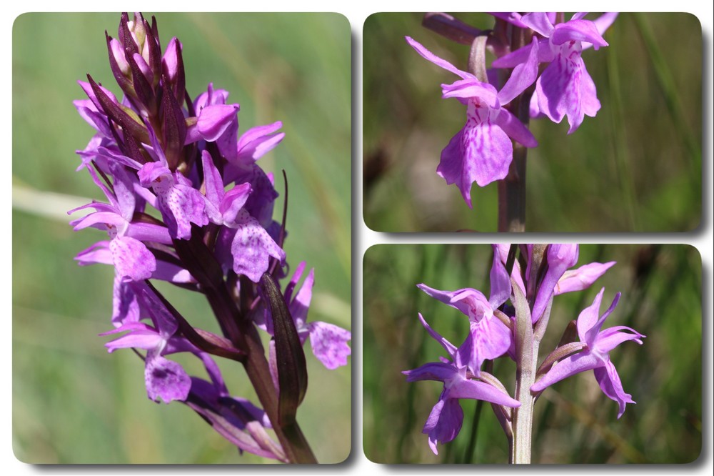 Dactylorhiza brennensis (Orchis de la Brenne) Dac-brennensis1