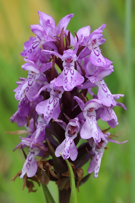 Dactylorhiza brennensis Dact_fuchsiiXincarnata2