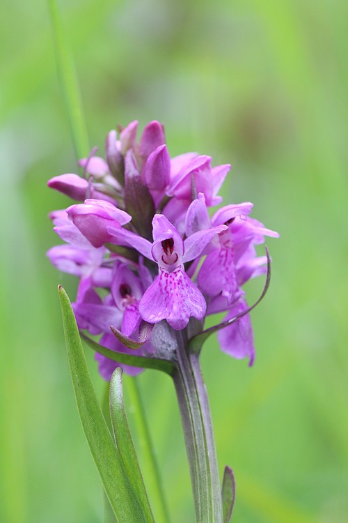 Dactylorhiza brennensis Dpraetermissa5