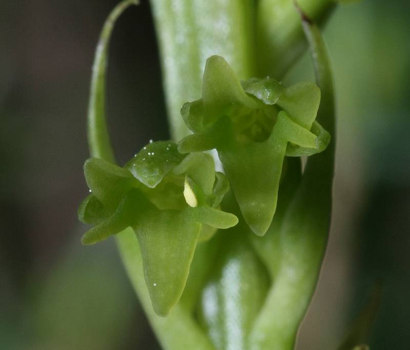 Gennaria diphylla ( Gennarie à deux feuilles ) Gennaria2
