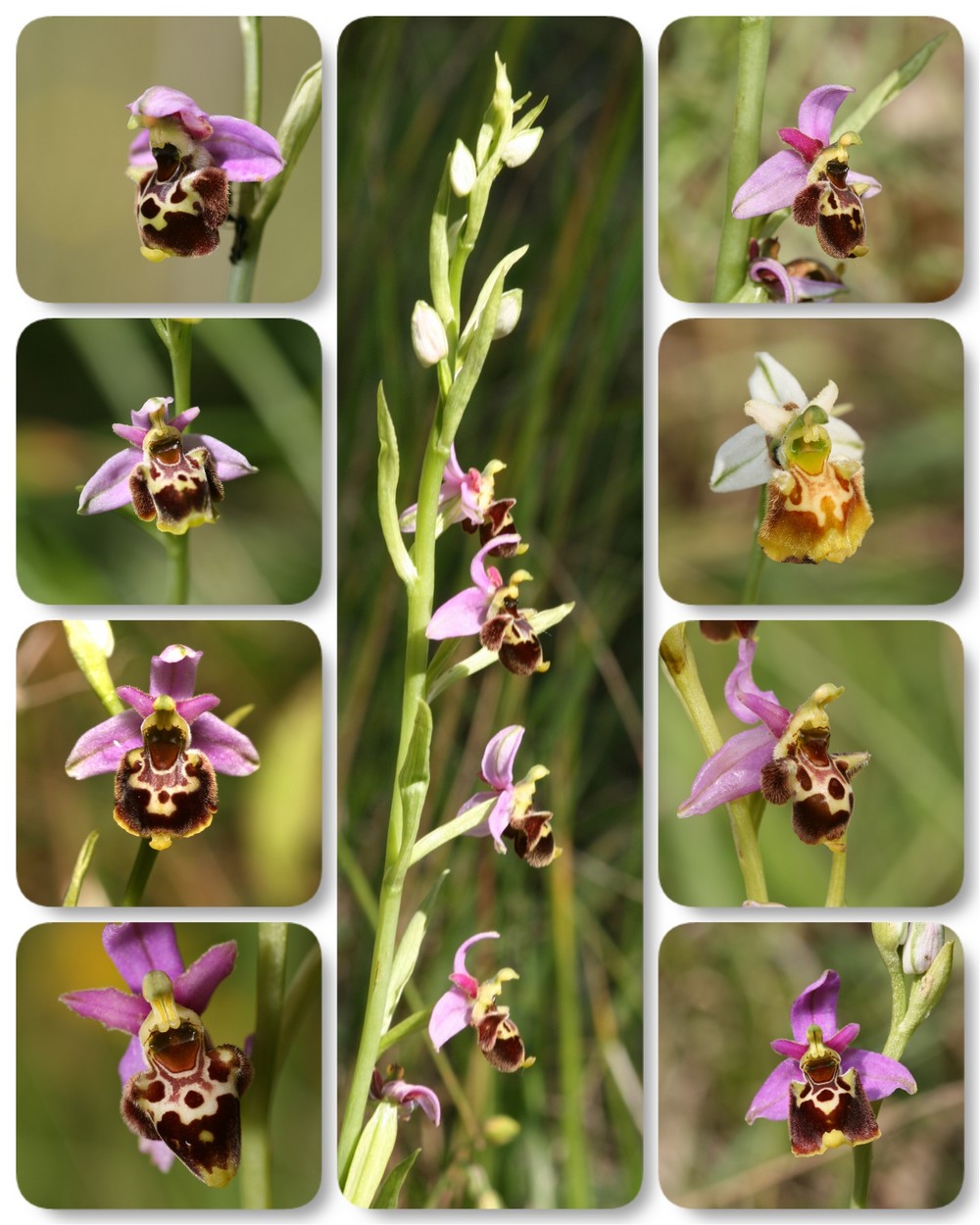 Ophrys santonica....quelques photos Op_gresivaudanica