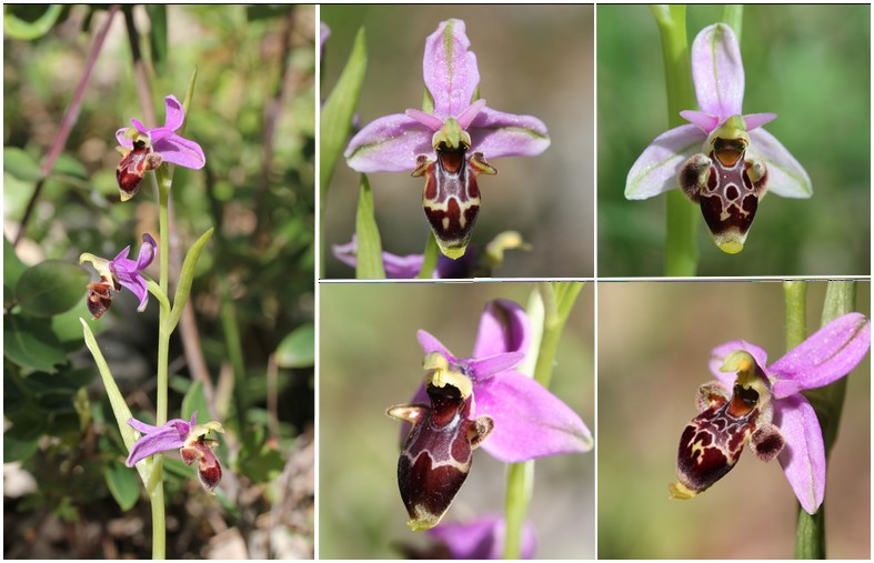 A propos d'Ophrys scolopax Op_scolopax_2012