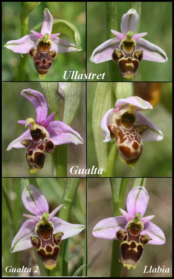 A propos d'Ophrys scolopax Op_scolopax_tardif