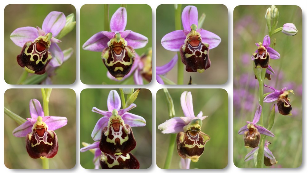 A propos d'Ophrys fuciflora Ophrys%20aegertica