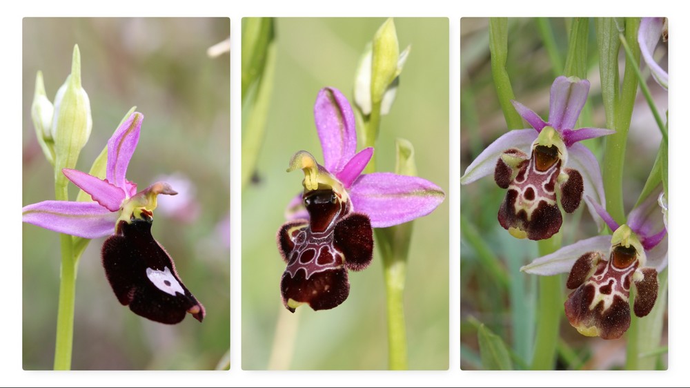 Souvenir Souvenir..... - Page 3 Ophrys%20bertolonii%20X%20vetula