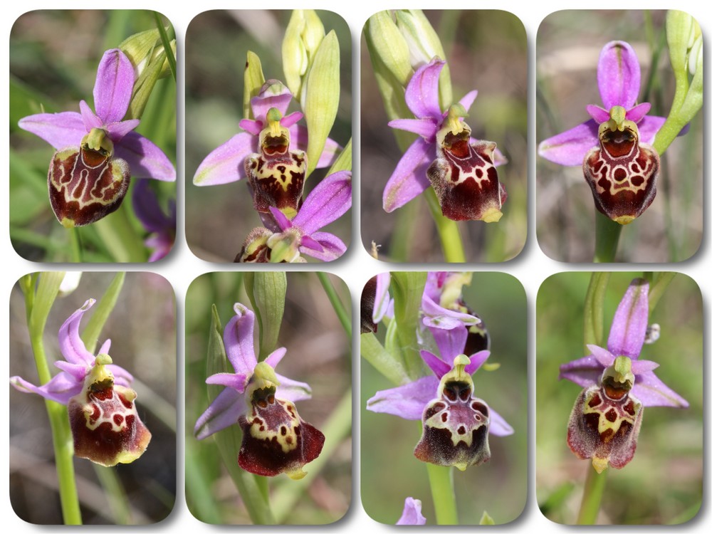 A propos d'Ophrys fuciflora Ophrys%20druentica