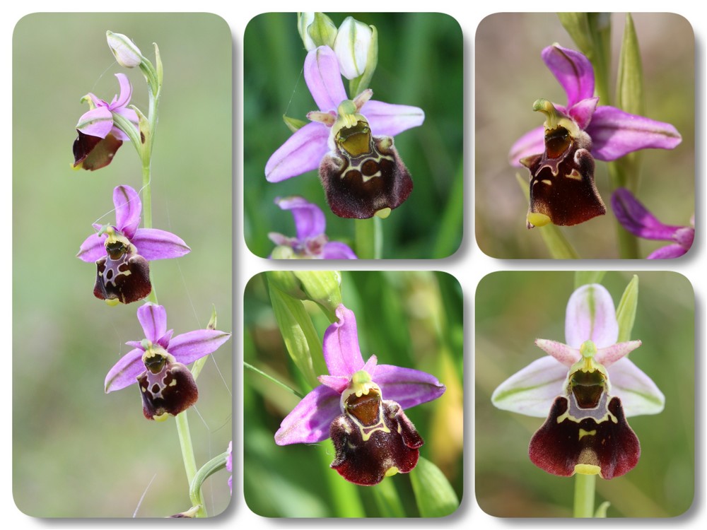 A propos d'Ophrys fuciflora Ophrys%20fuciflora