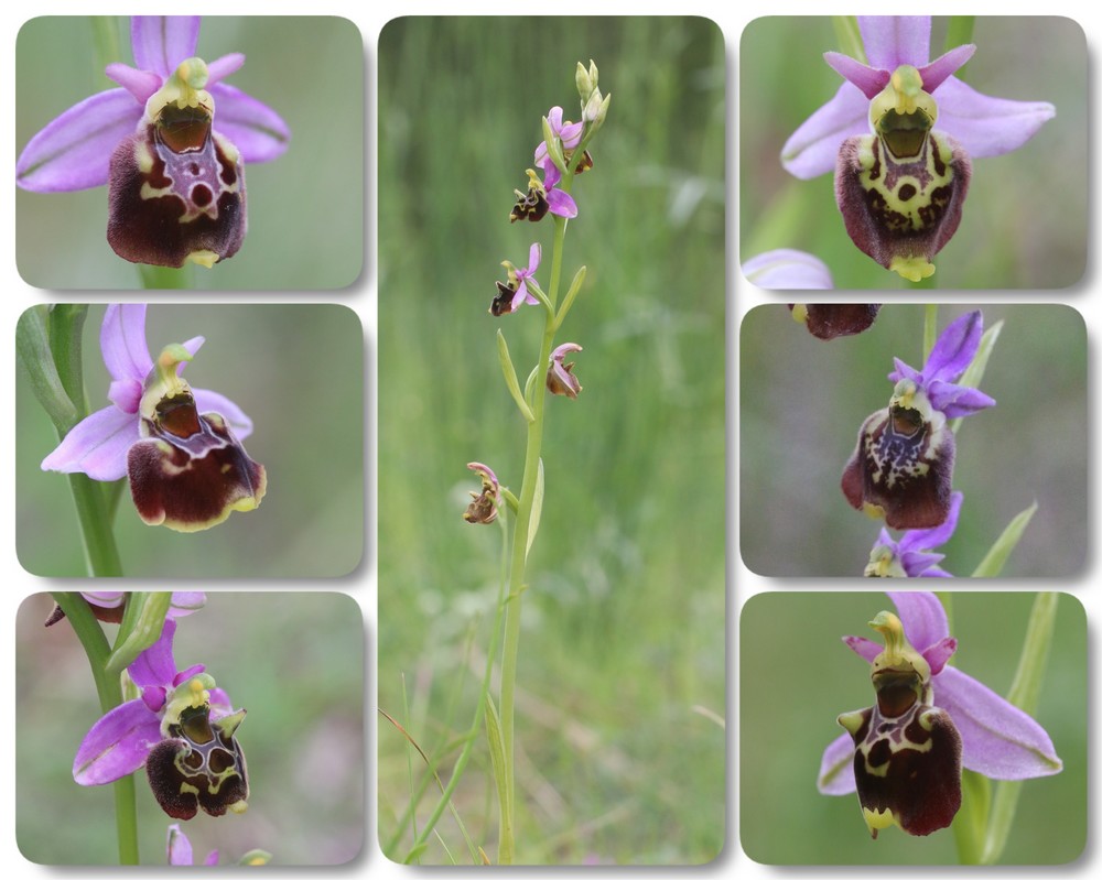 De L'Isère au Haut Var : les Ophrys scolofucifloroides Ophrys%20montiliensis