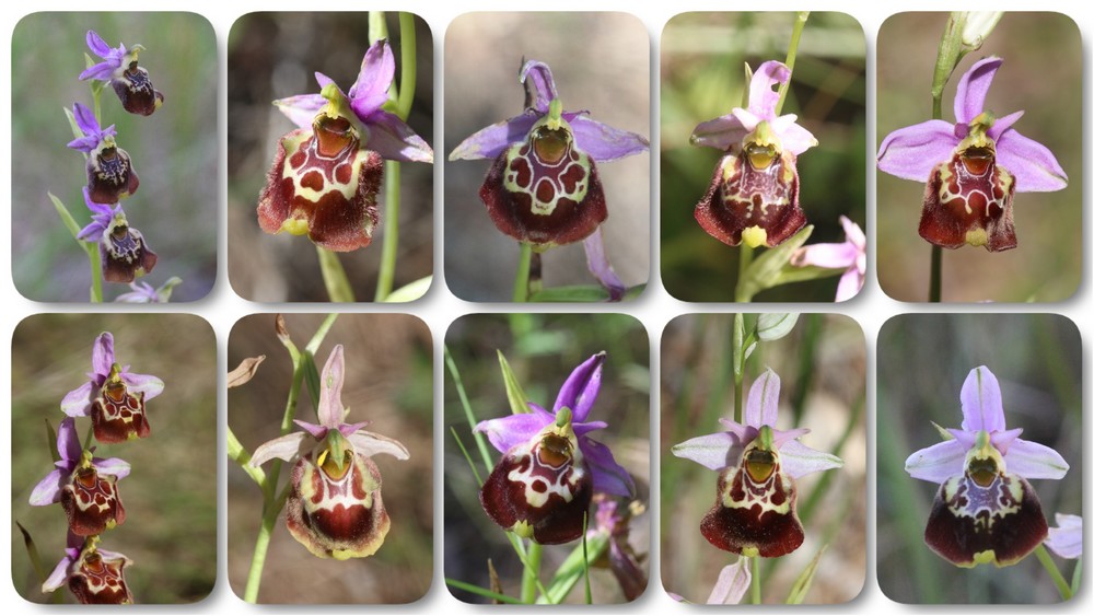 Ophrys fuciflora subsp montis-aviarii "O Mont des Oiseaux" Ophrys%20montis%20aviari