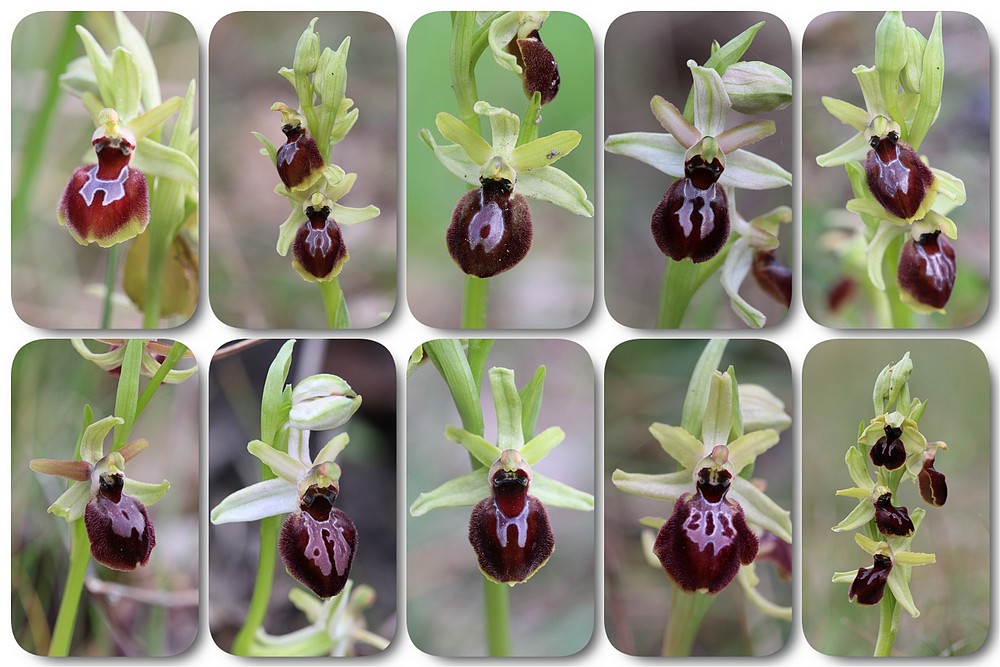 Ophrys exaltata marzuola (Ophrys de Mars ) Ophrys%20occidentalis%20donzere