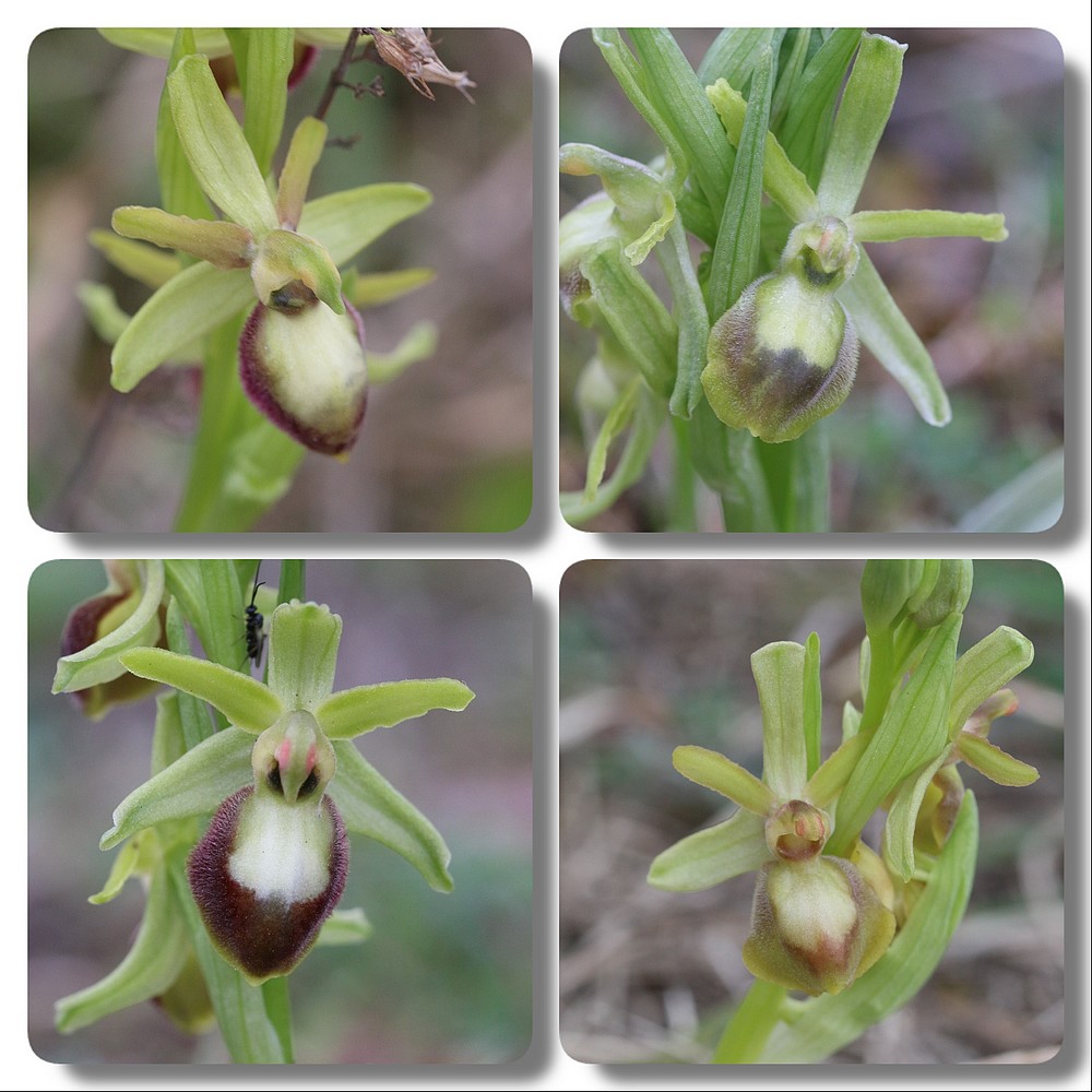 Ophrys exaltata marzuola (Ophrys de Mars ) Ophrys%20occidentalis%20planimaculata