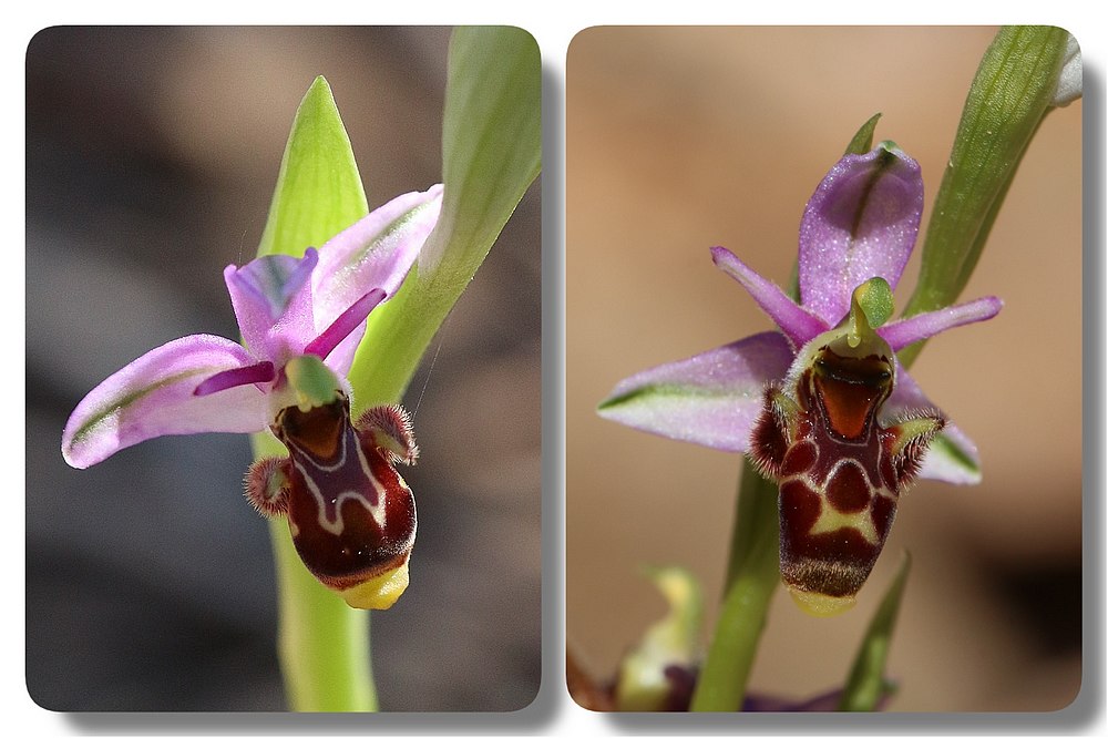 Algarve 2023 Ophrys%20picta%20Algarve