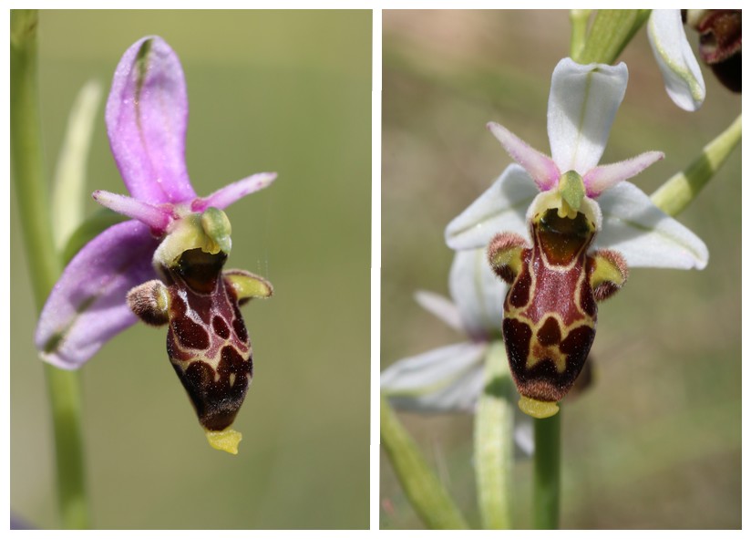 A propos d'Ophrys scolopax Ophrys%20picta%20tiergues