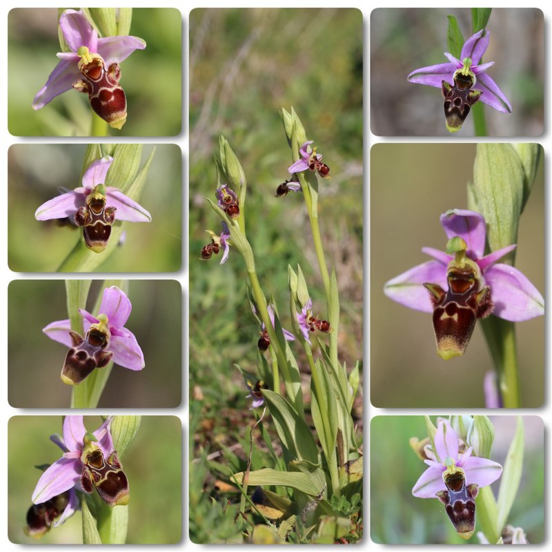 Algarve 2023 Ophrys%20scolopax%20Algarve