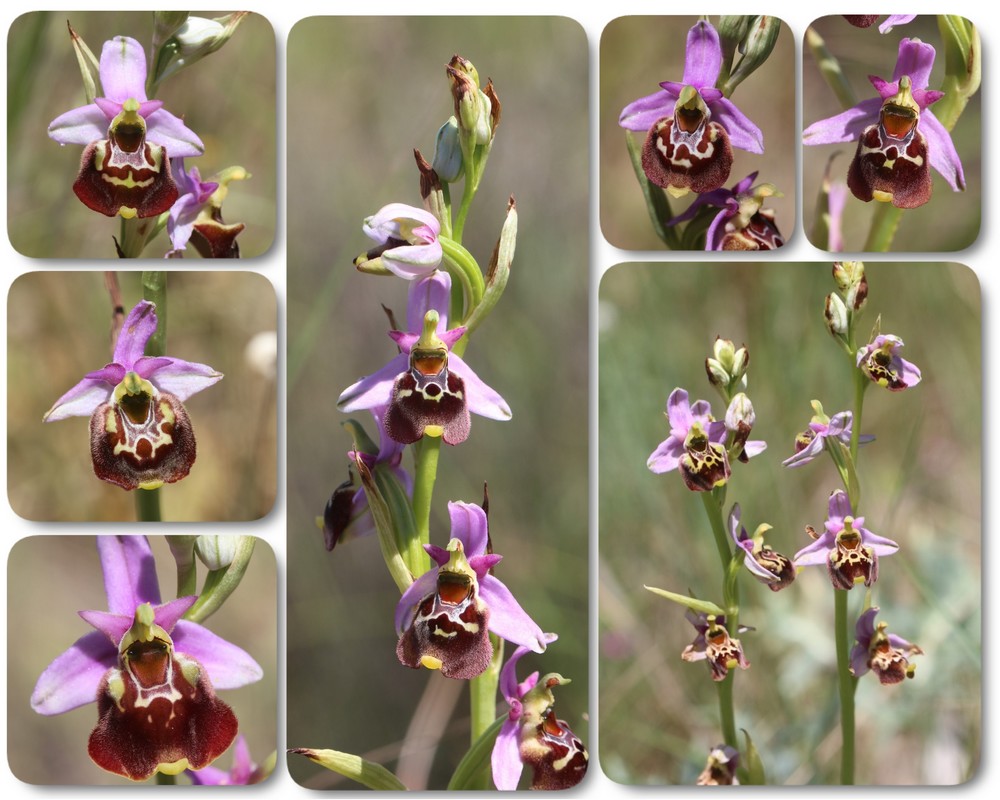 De L'Isère au Haut Var : les Ophrys scolofucifloroides Ophrys%20souchei%20steCecile