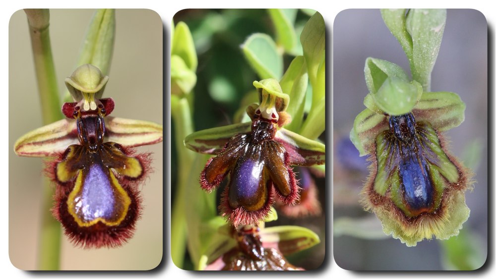 Algarve 2023 Ophrys%20speculum%20X%20vernixia