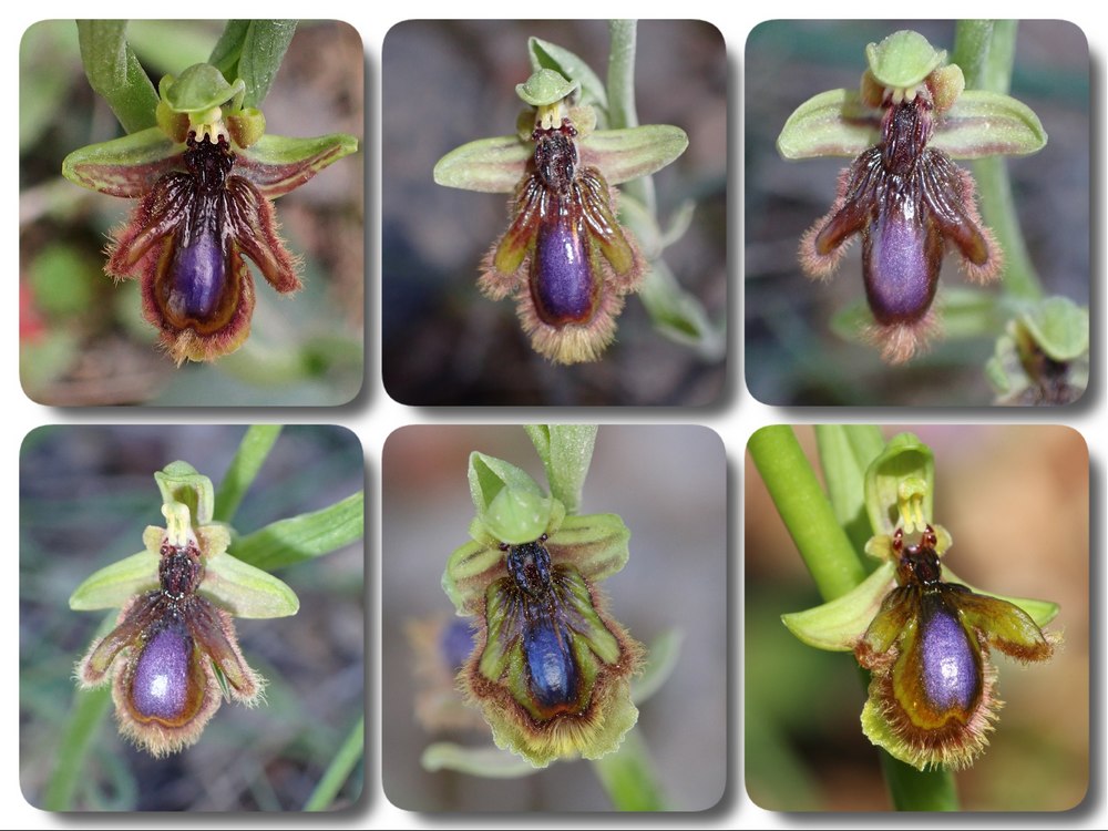 Algarve 2023 Ophrys%20vernixia