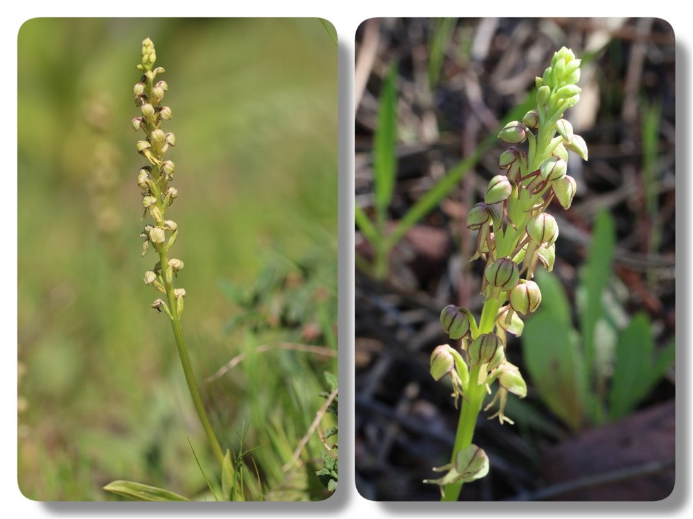 Algarve 2023 Orchis%20anthropophora%20algarve