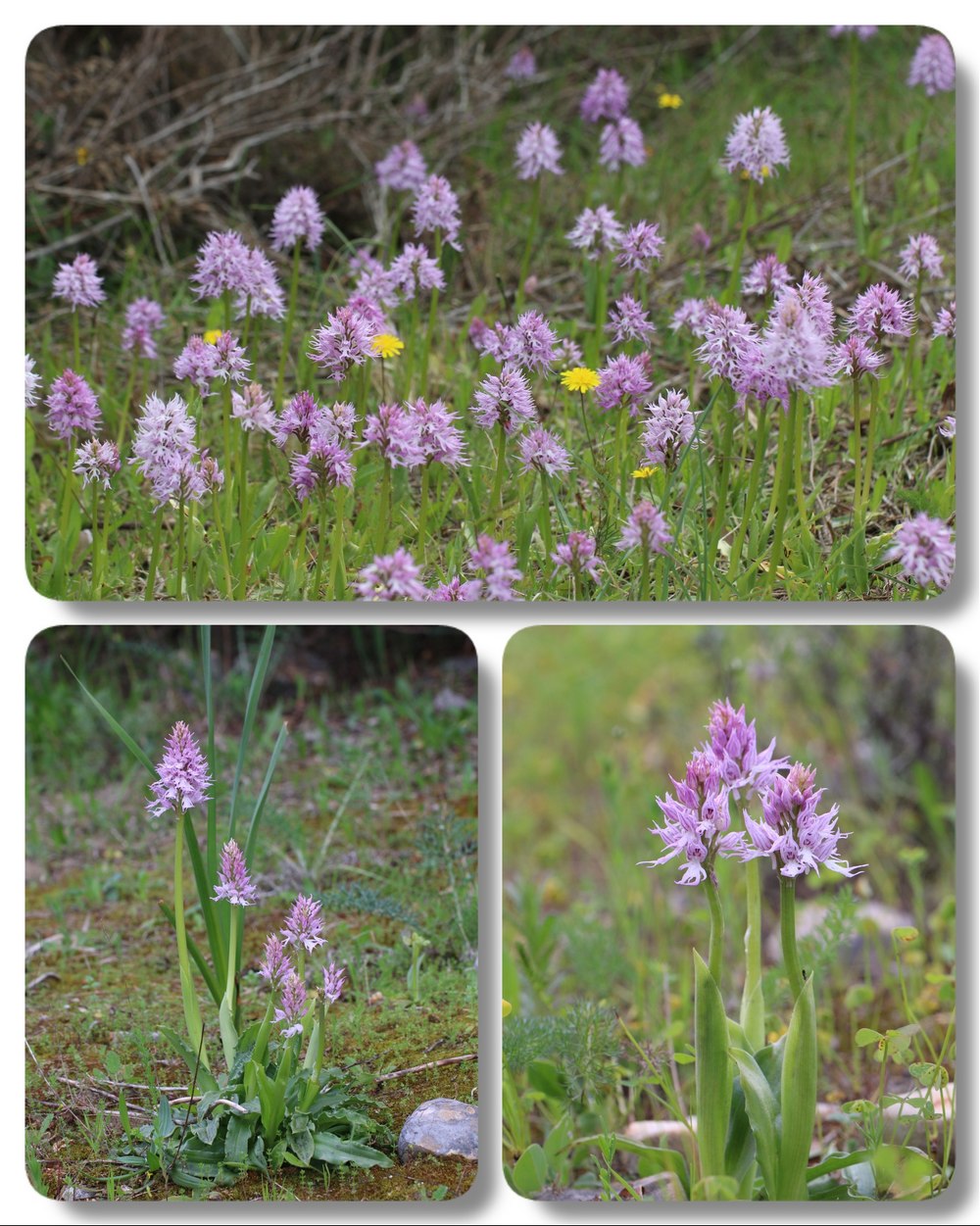 Algarve 2023 Orchis%20italica%20algarve%201