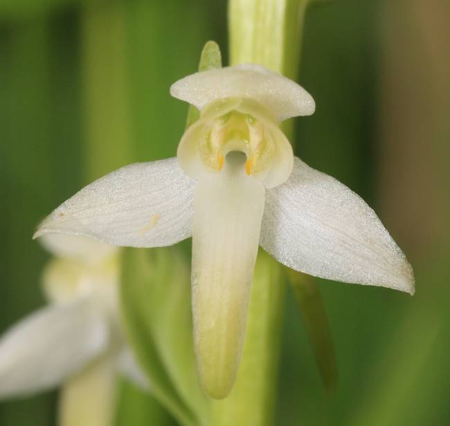 Platanthera bifolia X chlorantha PbifoliaXchlorantha