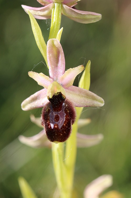 Ophrys bertolonii saratoi ( drumana ) x litigiosa (araneola) Drome%20D3