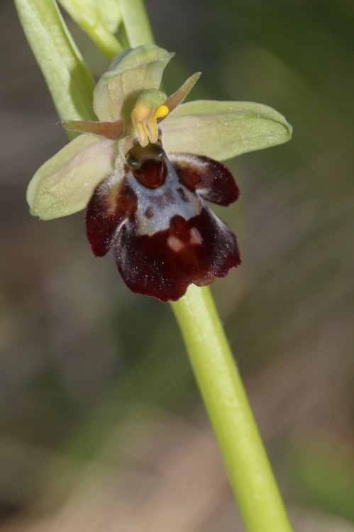 Ophrys fuciflora x insectifera ( Ophrys x devenensis) Drome%20D7