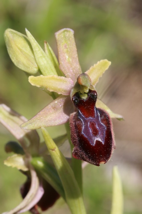 Ophrys bertolonii saratoi ( drumana ) x litigiosa (araneola) Drome%20e1